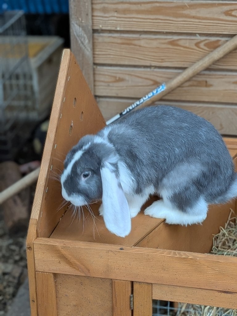 Franse hangoor ram, Mannelijk, Groot, Hangoor, 0 tot 2 jaar