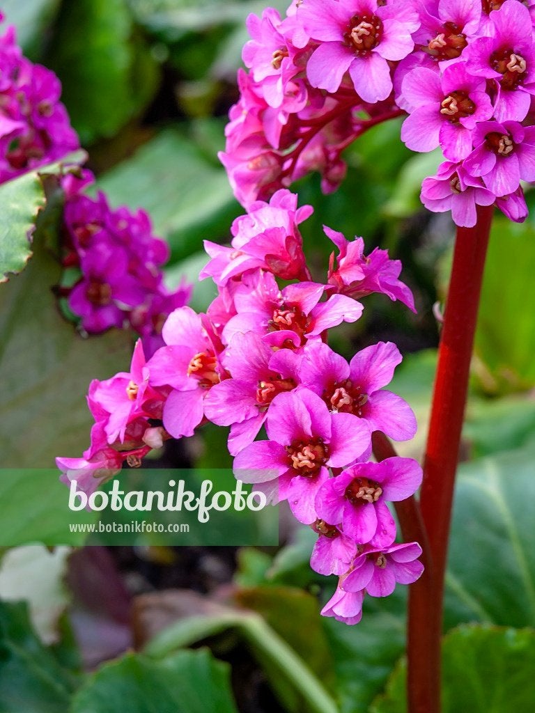 Bergenia, schoenlappersplant, vaste plant, Tuin en Terras, Planten | Tuinplanten, Ophalen, Bodembedekkers, Vaste plant, Halfschaduw