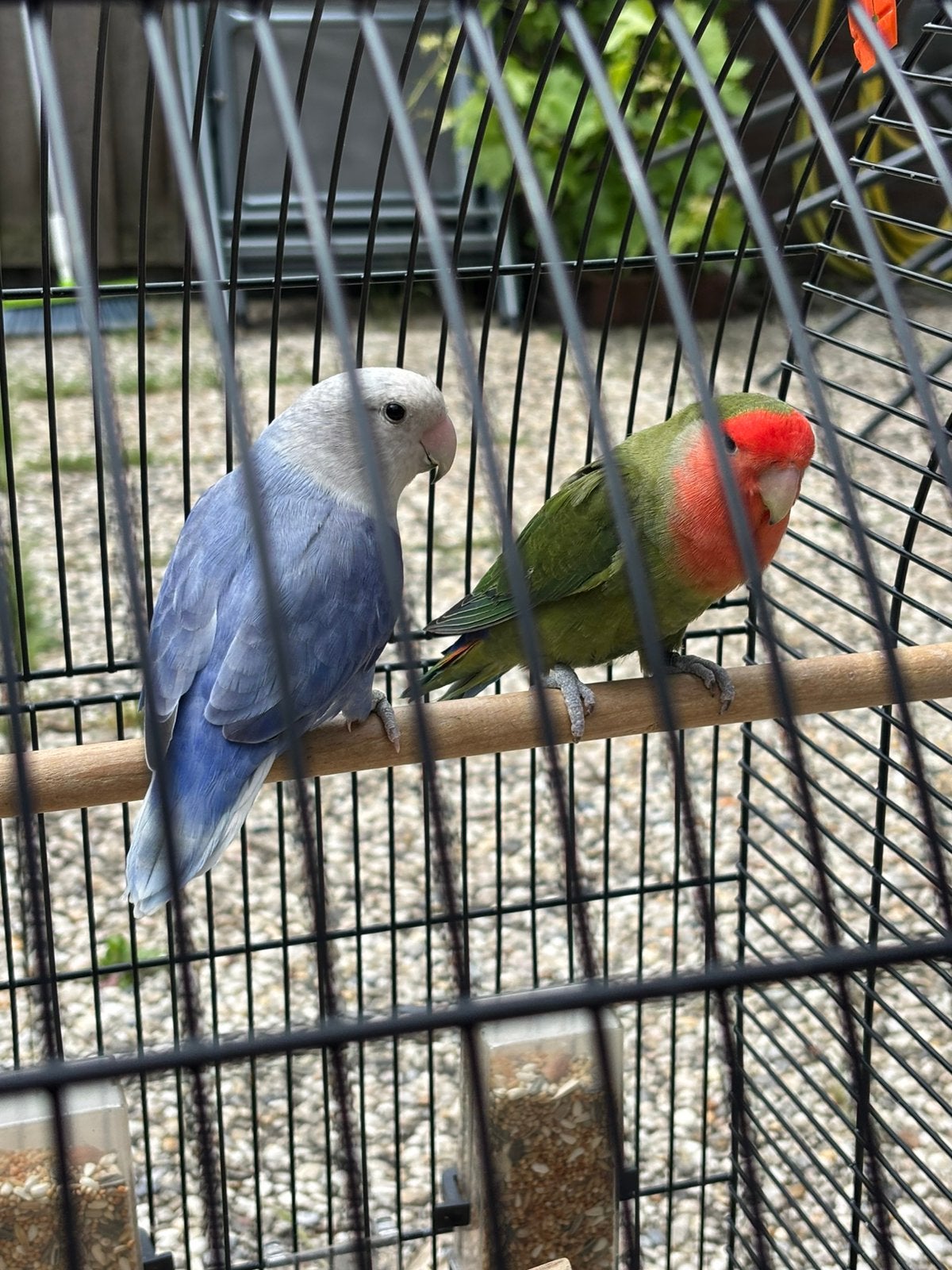 Agapornis dwergpapegaai, Meerdere dieren, Dwergpapegaai of Agapornis