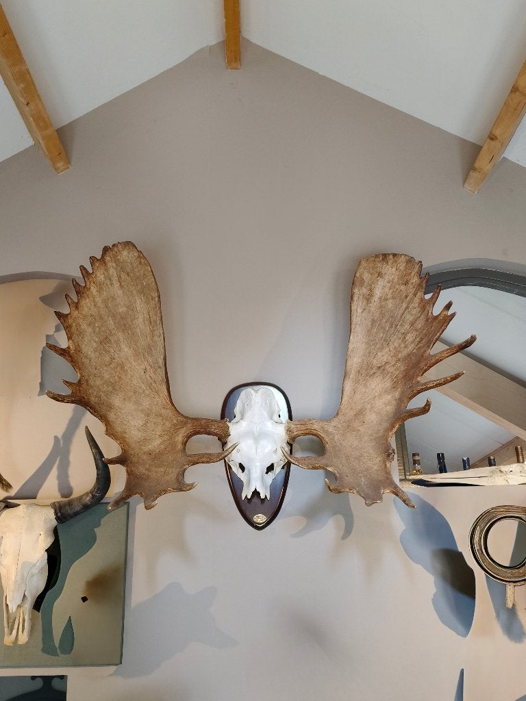 Gewei eland kamchatka, Ophalen, Gebruikt, Hert, Gewei of Kop