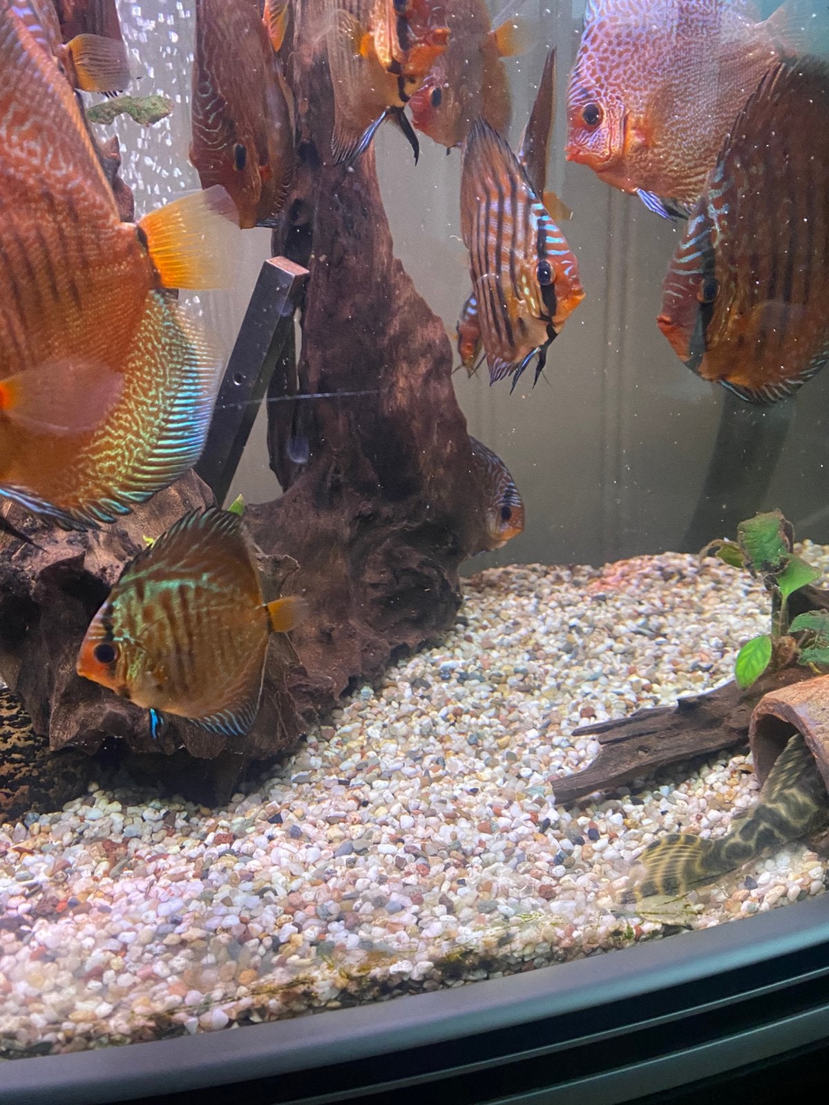 Discus vissen, Dieren en Toebehoren, Vis