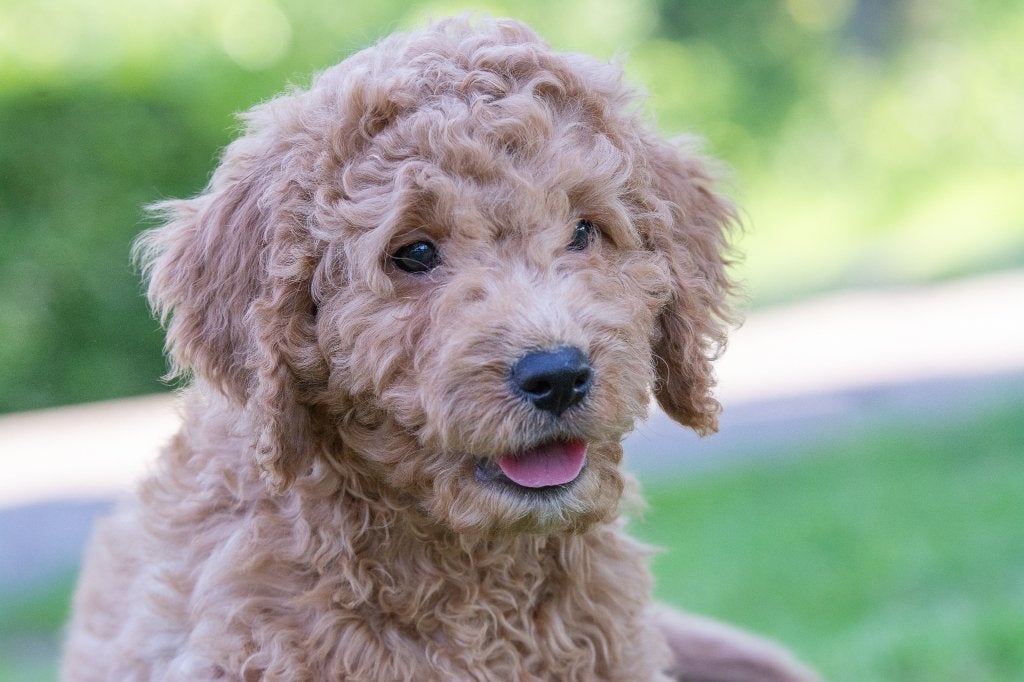 prachtige medium labradoodle pups, Parvo, Nederland, Overige rassen, 8 tot 15 weken