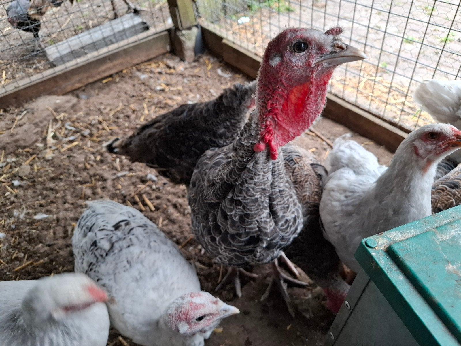 Jonge kalkoen hanen, Dieren en Toebehoren, Pluimvee, Mannelijk, Kalkoen