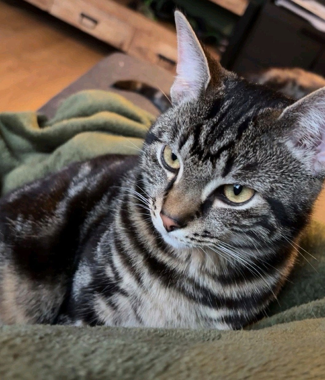 Kater Sypers Bengaal kleur, Dieren en Toebehoren, Kater, Kortharig, 0 tot 2 jaar