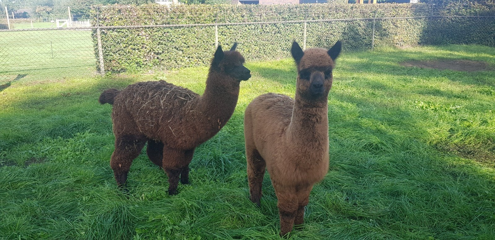 Alpaca mannetjes te koop, Februari, Mannelijk