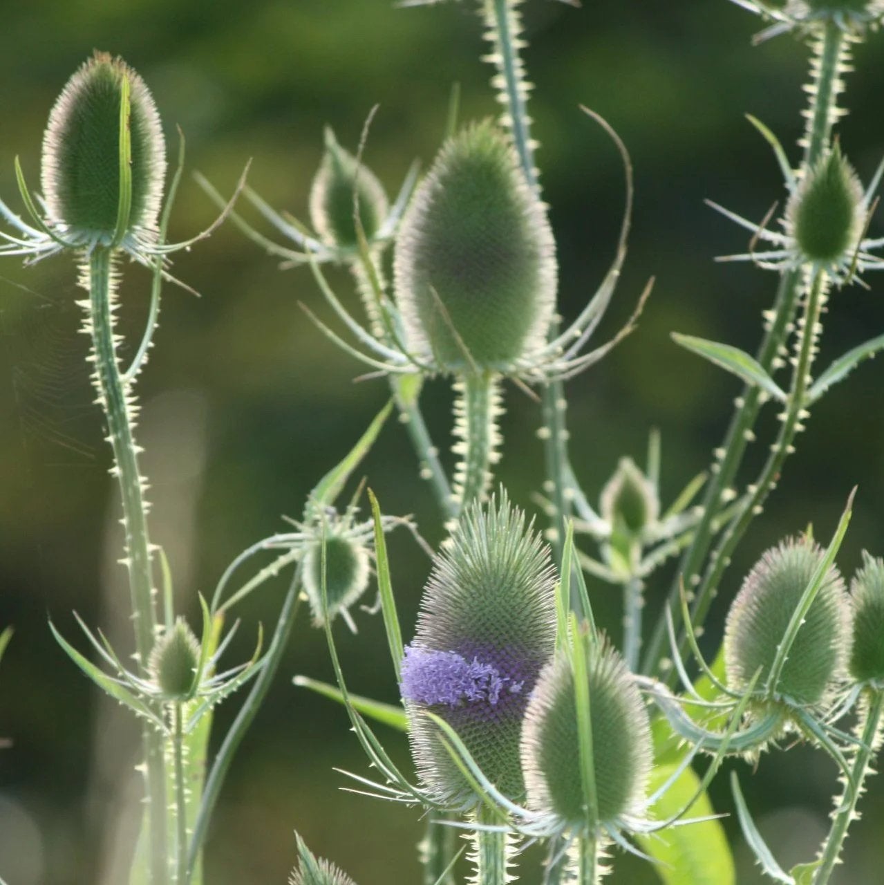 Grote Kaardebol (Dipsacus fullonum), Tuin en Terras, Volle zon, Tweejarig, Zomer, Ophalen
