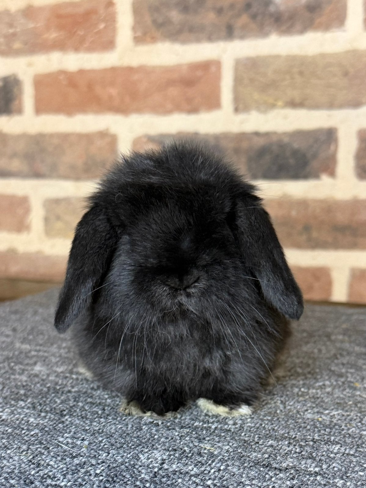 Prachtige Minilop/Minilops koppeltjes te reserveren!, Dieren en Toebehoren, Meerdere dieren, Dwerg, Hangoor, 0 tot 2 jaar