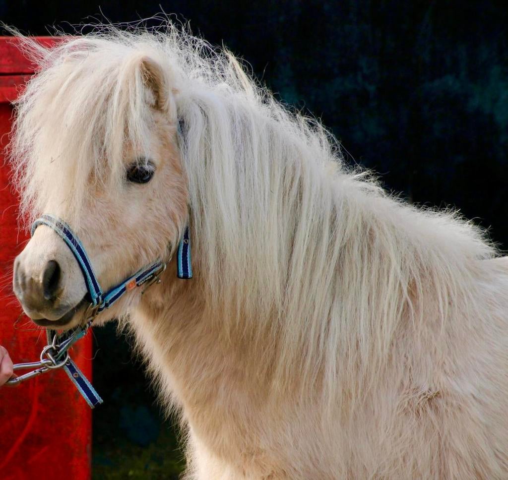 Ter dekking mooie Palomino dek hengst, Hengst