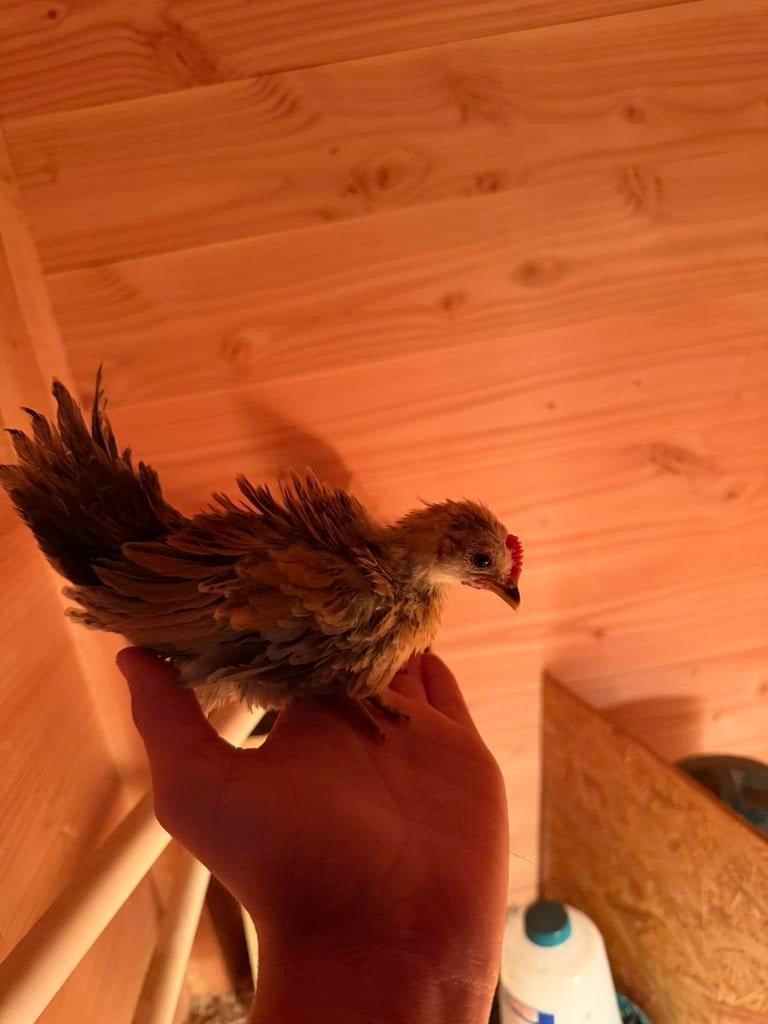 Serama kuikens te koop, Meerdere dieren, Kip