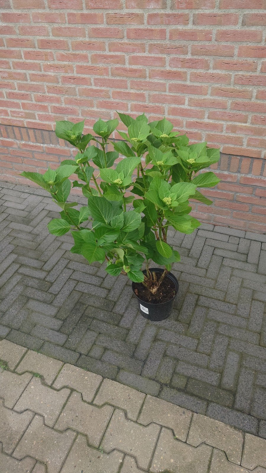 Boeren tuin hortensia's rood en  rose, Ophalen, Hortensia, Struik, 100 tot 250 cm