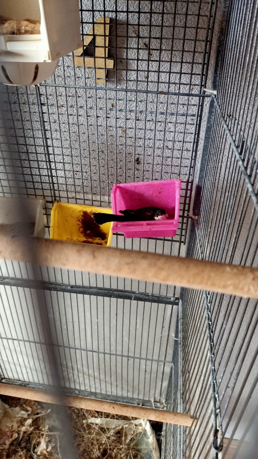 Buulbuul Roodoor koppel 400€, Meerdere dieren