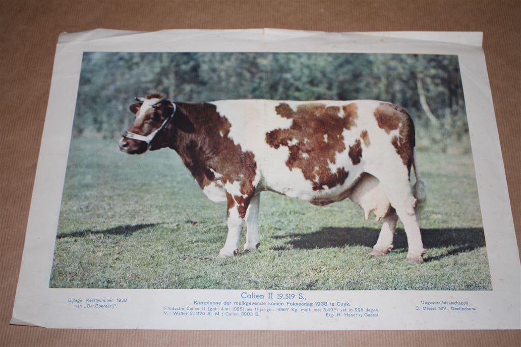 Oude prent - Kampioens koe Calien II - 1938 !!, Ophalen of Verzenden, Voor 1940, Gebruikt, Overige onderwerpen