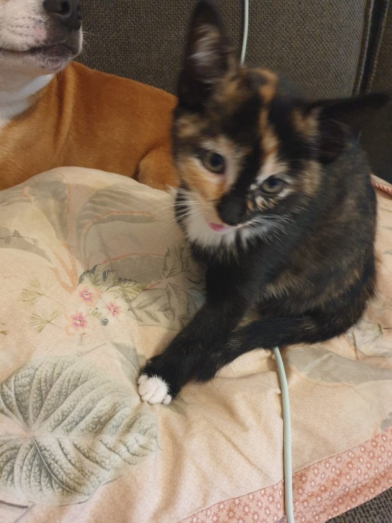 4 Schatjes van kittens, Dieren en Toebehoren, Meerdere dieren, Kortharig, 0 tot 2 jaar