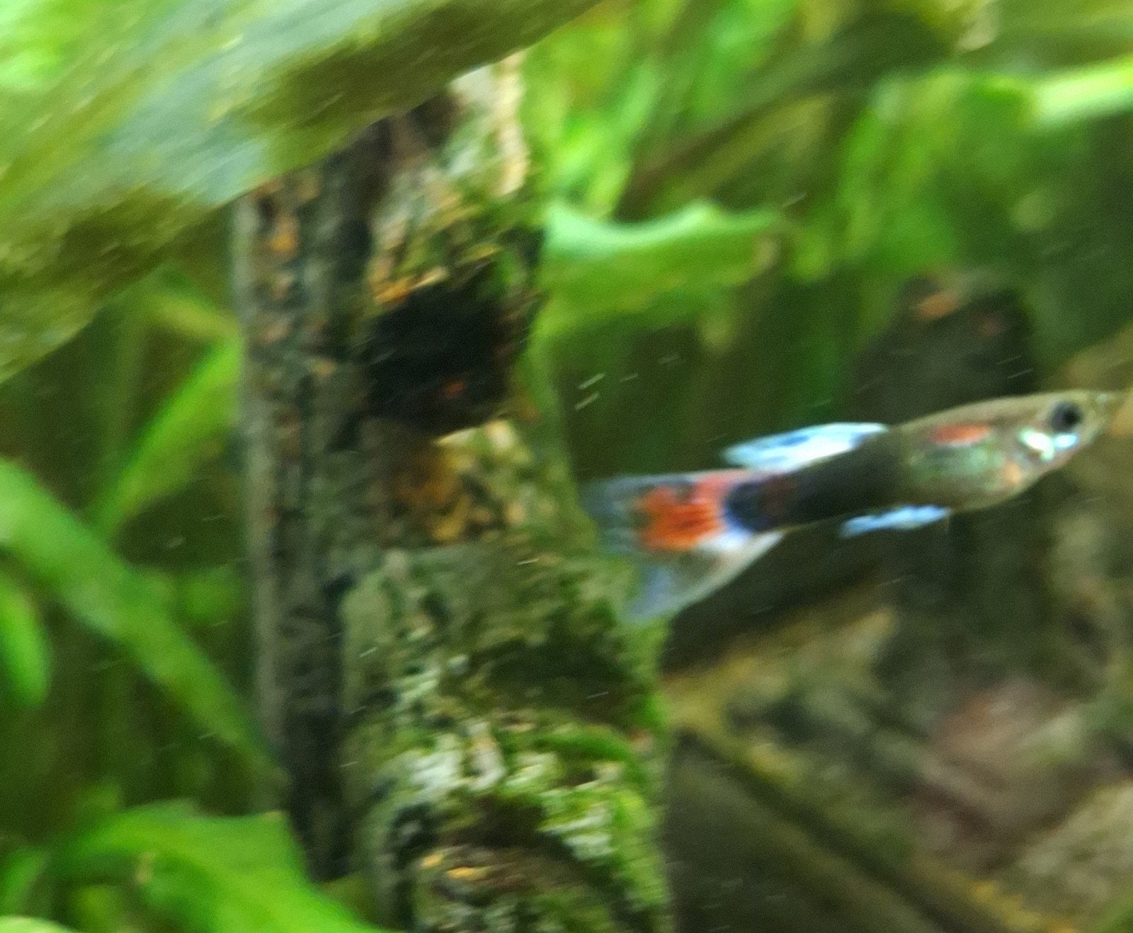 Gezonde guppen. Half volwassen, Vis, Zoetwatervis