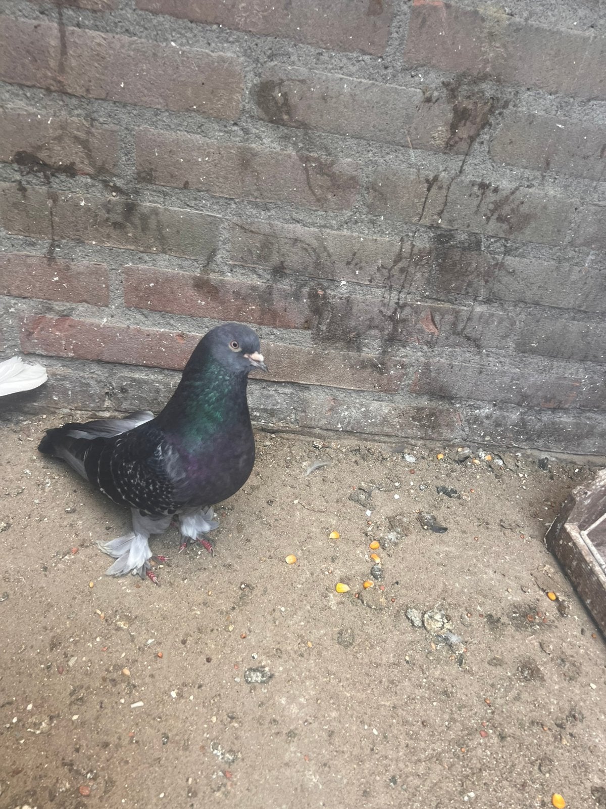 Takla, Dieren en Toebehoren, Meerdere dieren, Tuimelaar of Roller