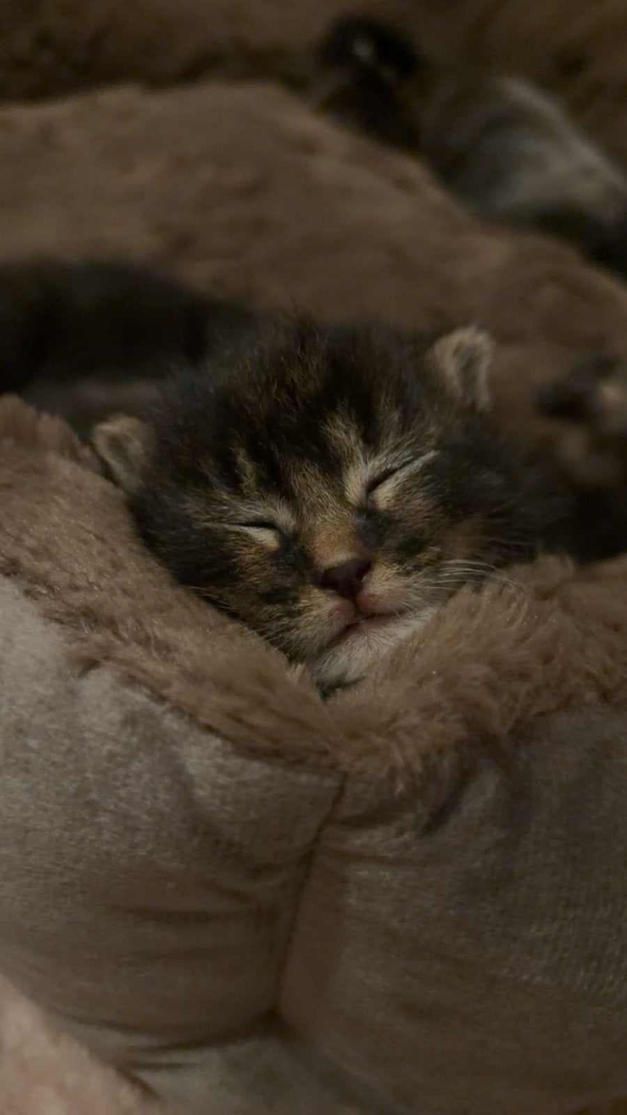 Lieve kitten(s) zoeken een nieuw thuis., Meerdere dieren