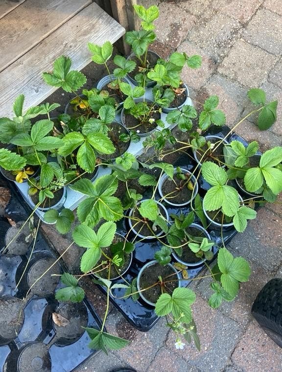 Aardbeienplantjes te koop, Ophalen, Vaste plant, Halfschaduw, Fruitplanten