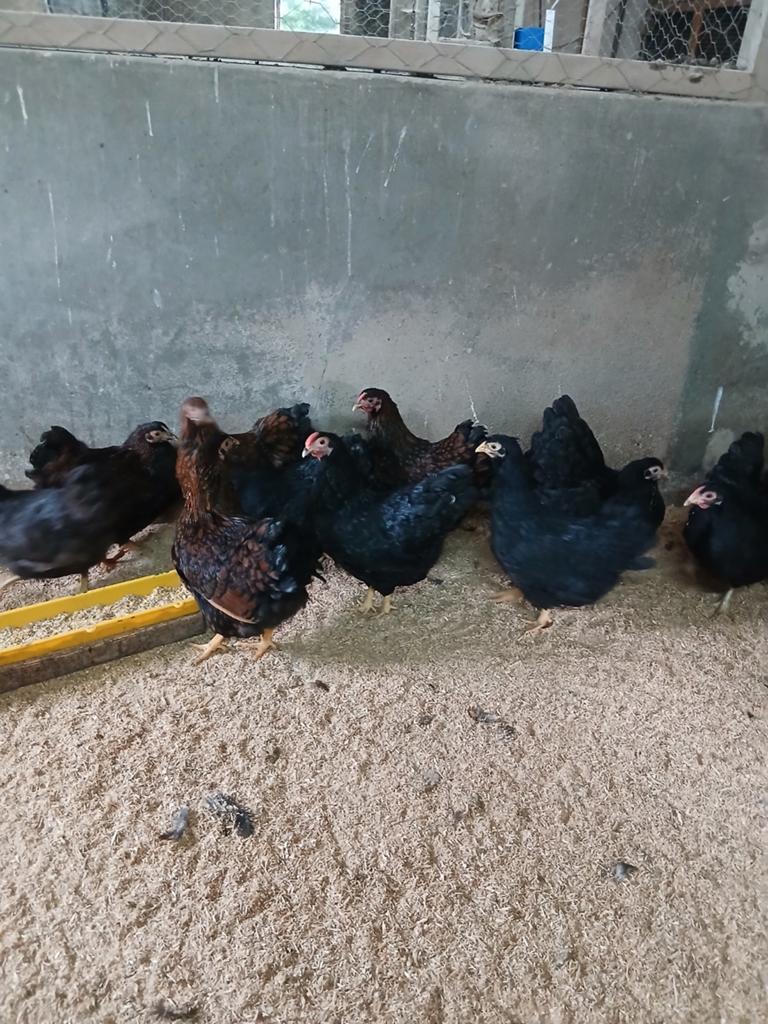 Jonge wyandotte kriel kippen, Dieren en Toebehoren, Meerdere dieren, Kip