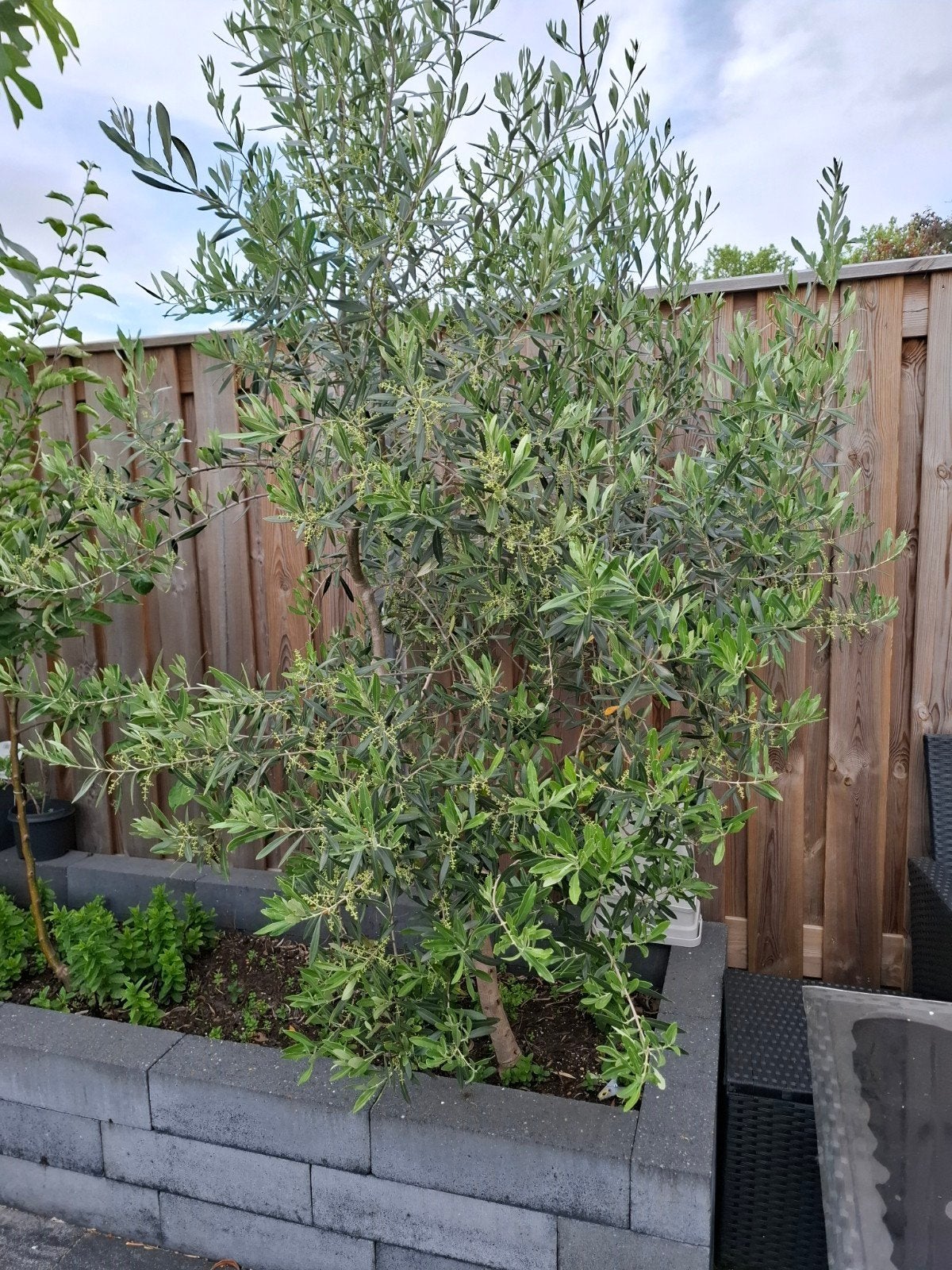 Olijfboom, Tuin en Terras, Planten | Bomen, Olijfboom, 250 tot 400 cm, Zomer, Ophalen