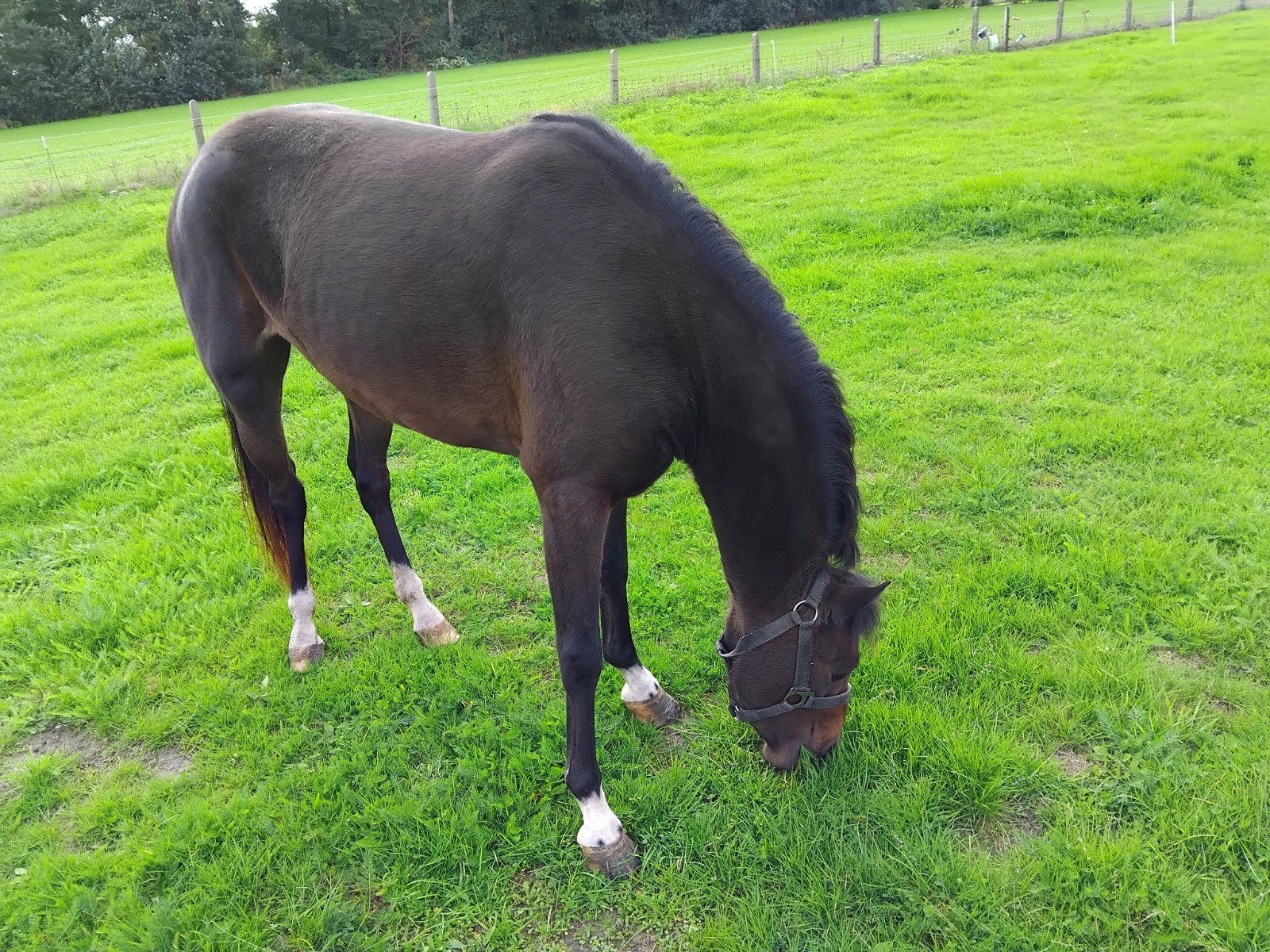 te koop mooie pony, Dieren en Toebehoren, Merrie