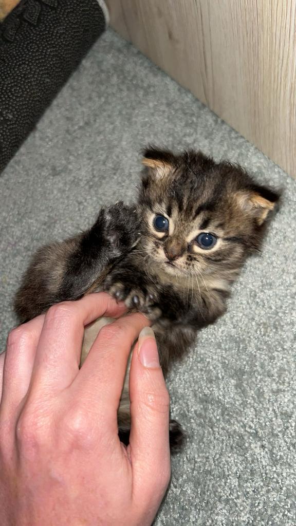 Maine coon x britse korthaar, Kater