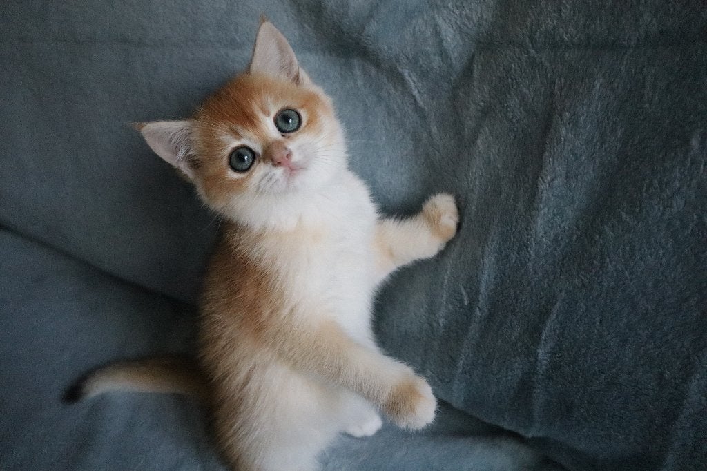 Britse Golden Shaded kittens, Dieren en Toebehoren, Meerdere dieren, Ontwormd, 0 tot 2 jaar
