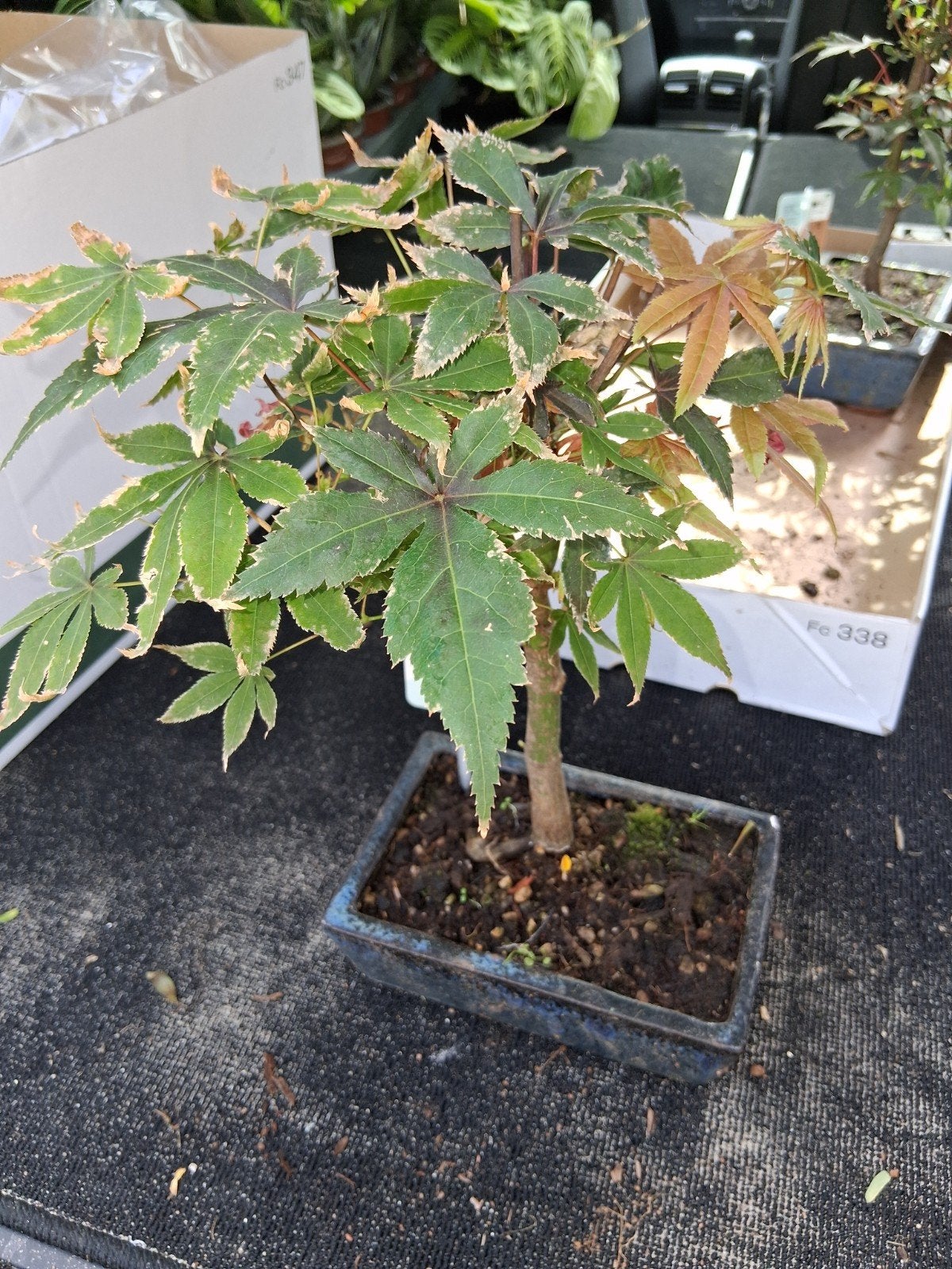 Acer bonsai, Ophalen, Bloeit niet, Halfschaduw, Overige soorten