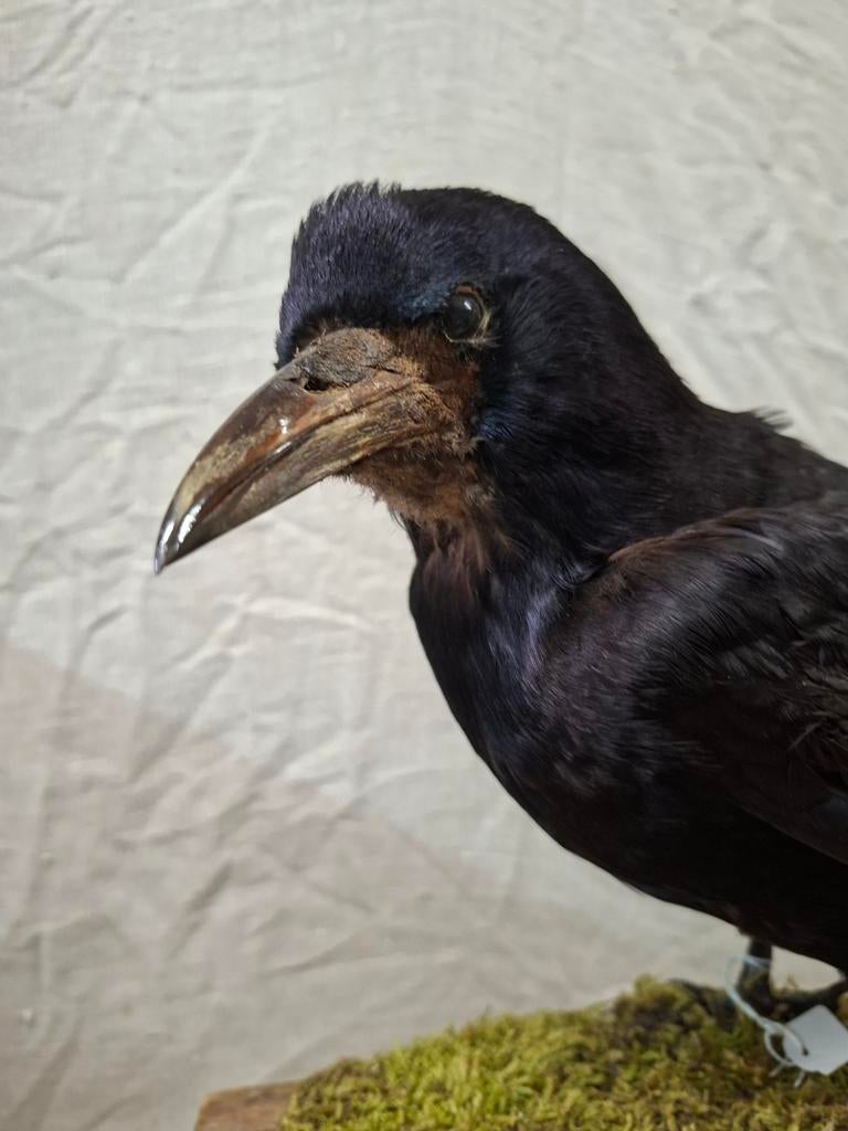opgezette roek, Verzamelen, Ophalen of Verzenden, Zo goed als nieuw, Vogel, Opgezet dier