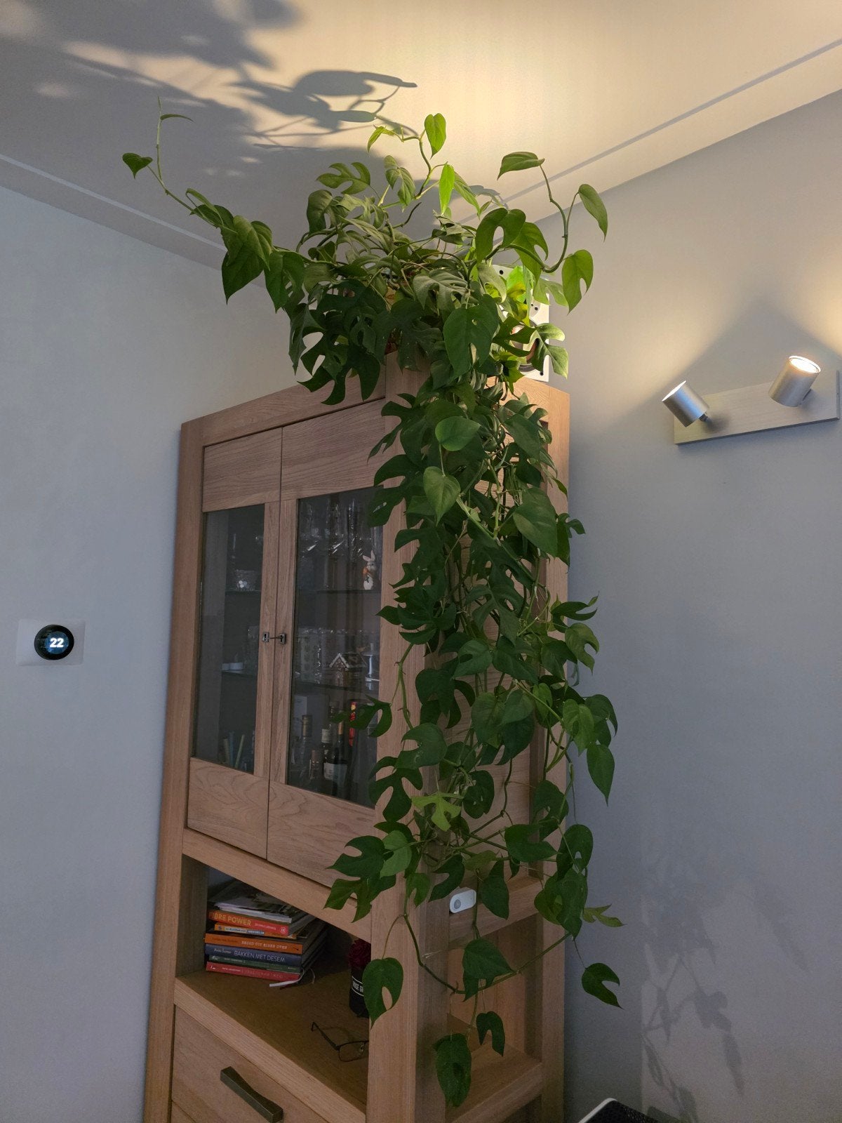 Grote kamerplant - Rhaphidophora Tetrasperma, Ophalen, 100 tot 150 cm, Overige soorten, Halfschaduw