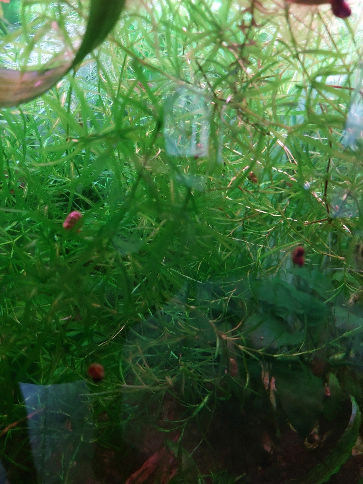 guppygras aquariumplant, Dieren en Toebehoren, Ophalen