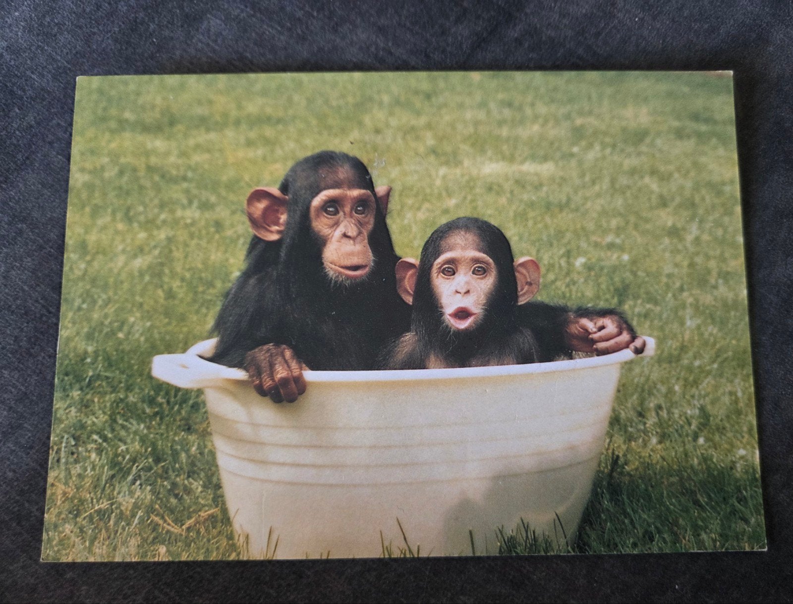 Dierenpark Amersfoort - Baby chimpansees in teil, Verzenden, Ongelopen, Wild dier