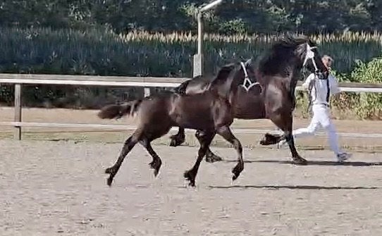 2de premie merrie veulen van Hilbert x Hessel, Dieren en Toebehoren, Merrie, Minder dan 160 cm, Met stamboom, Dressuurpaard