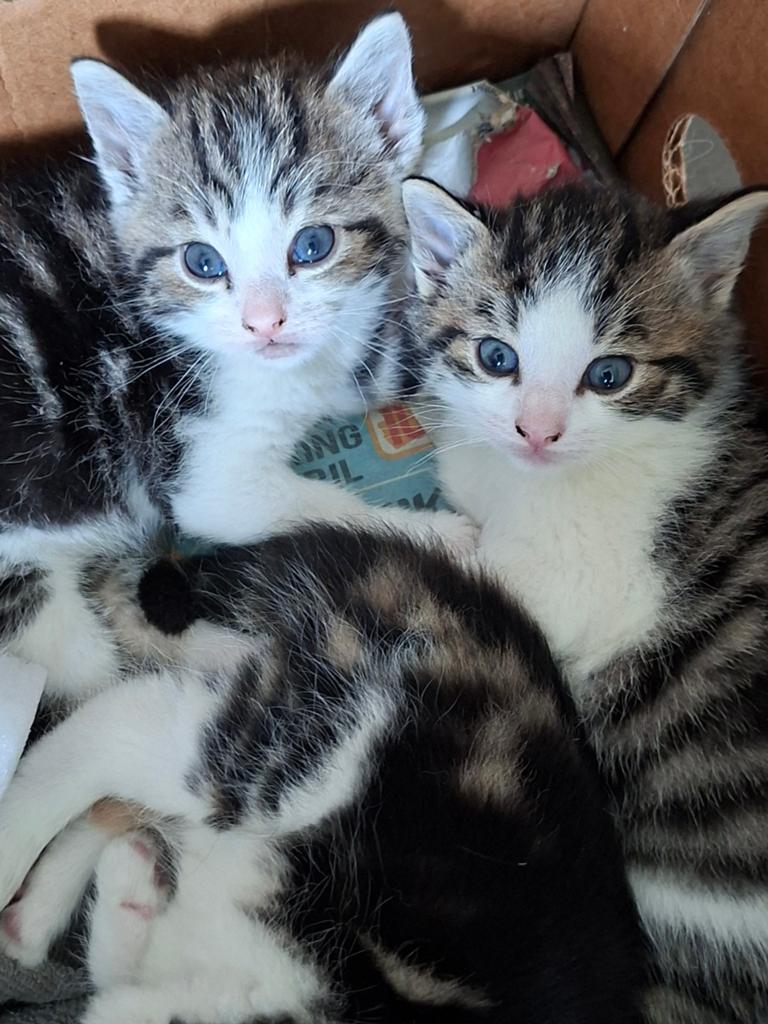 Lieve kittens zoeken een gouden ('t)huisje, Dieren en Toebehoren, Meerdere dieren