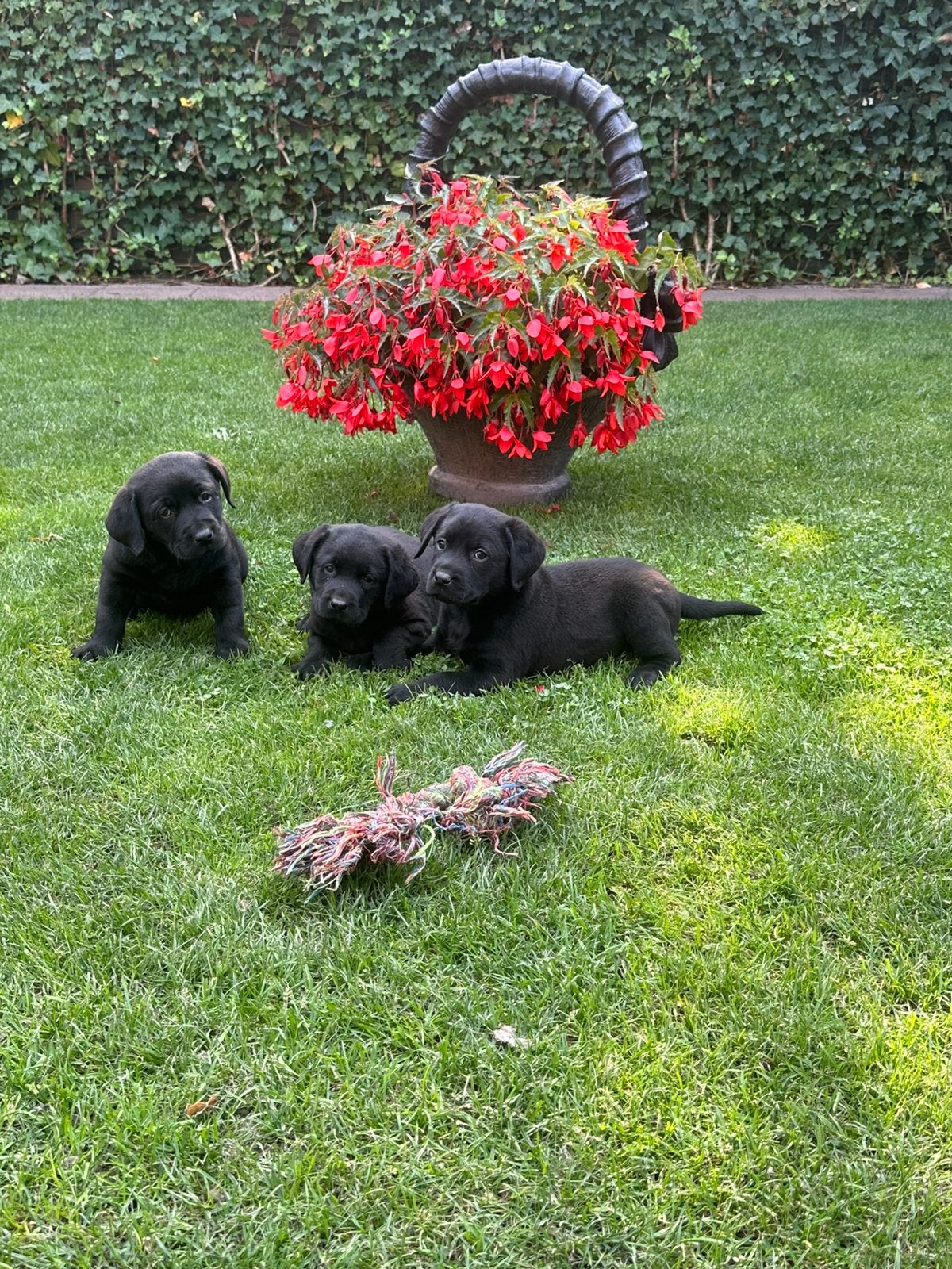 Super mooie Zwarte Labrador pups !!Reutjes!!Ouders Stamboom), 8 tot 15 weken, Labrador retriever, Meerdere, Meerdere dieren