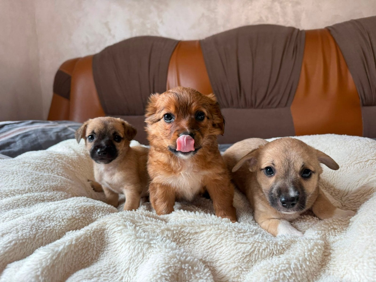 Kleinblijvende-puppy's zoeken een thuis, Dieren en Toebehoren, Particulier, Overige rassen, 8 tot 15 weken, Buitenland