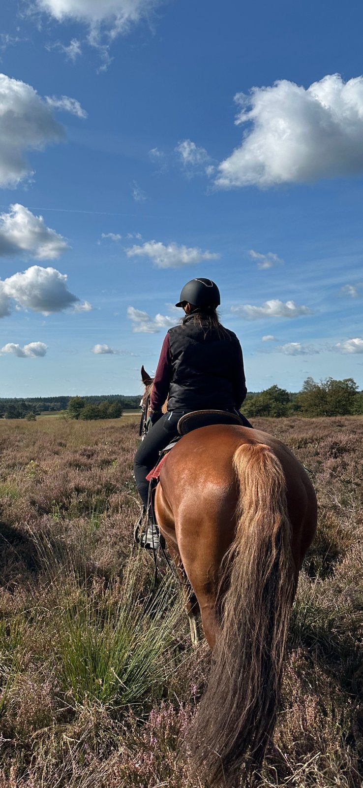 Bijrijder aangeboden, Dieren en Toebehoren, Paarden en Pony's | Overige Paardenspullen, Ophalen of Verzenden, Nieuw, Overige soorten
