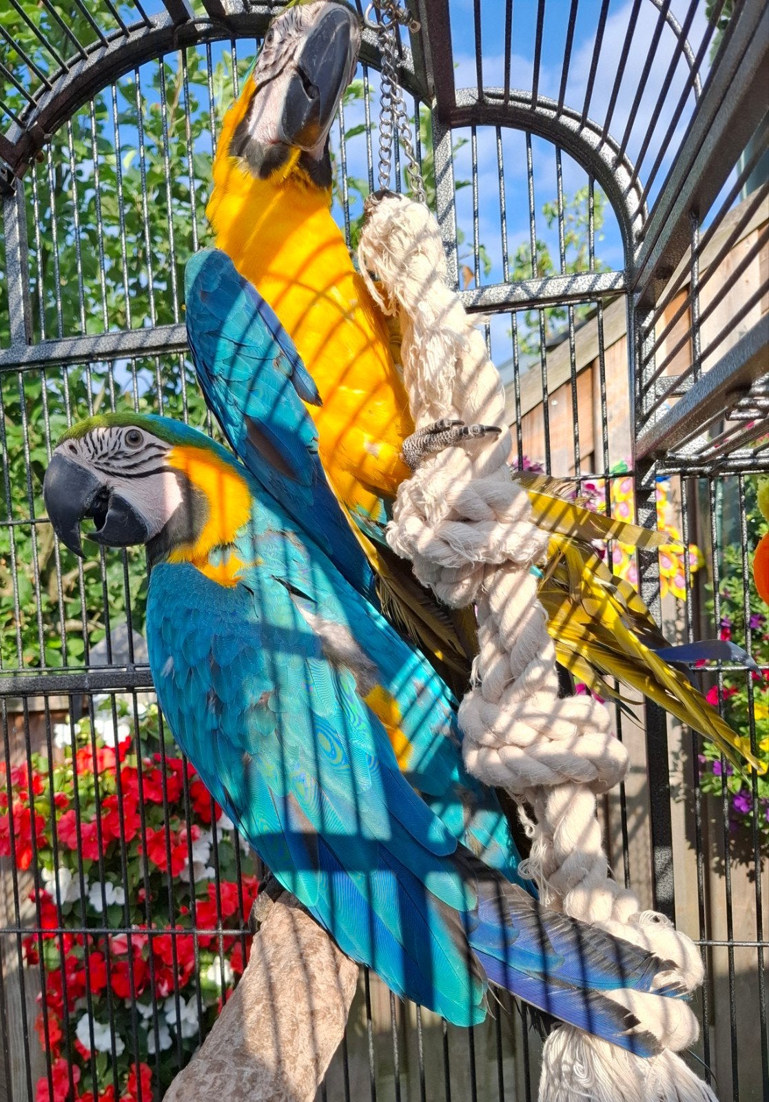 2 jonge ara's, Dieren en Toebehoren, Meerdere dieren, Papegaai, Geringd