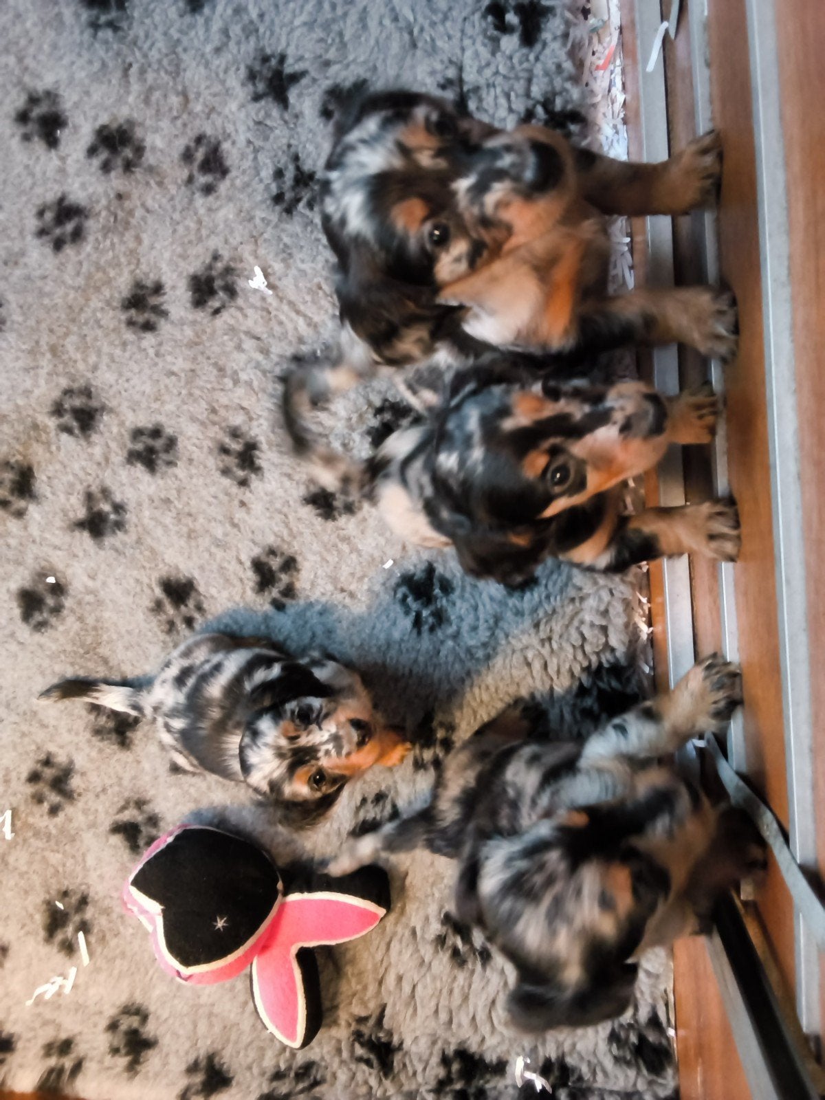 langharige dwerg teckel bleumerle teefjes, Parvo, 8 tot 15 weken, Teef, Dwerg