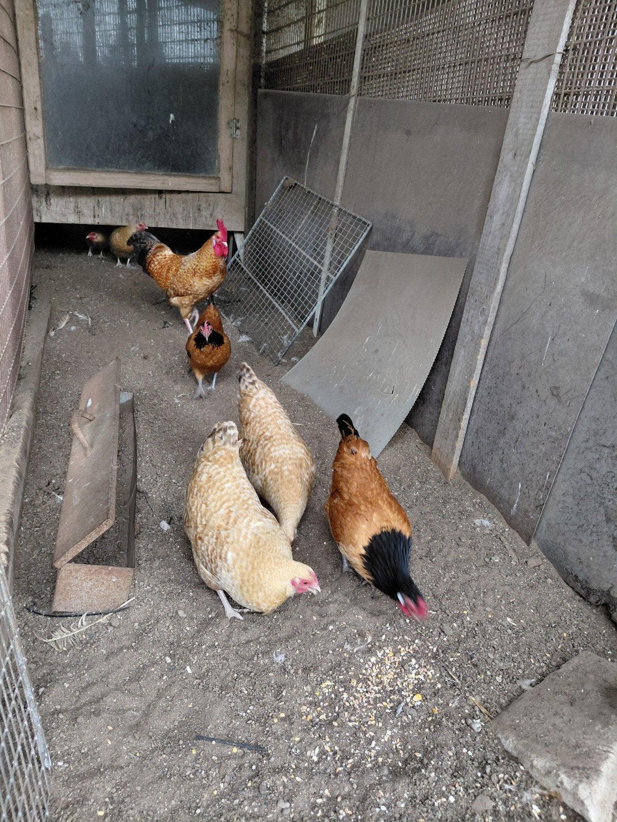 TE KOOP...SCHITTERENDE NEDERRIJNSE KRIELEN., Dieren en Toebehoren, Pluimvee, Meerdere dieren, Kip