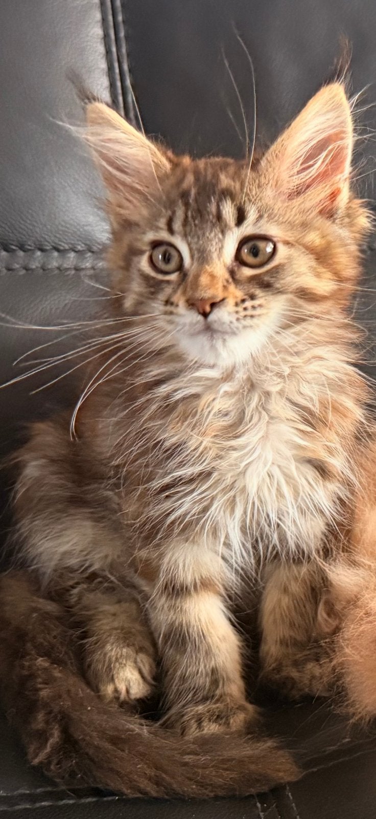 Raszuivere Maine coon kitten mag gelijk met u mee, Poes, Ontwormd, 0 tot 2 jaar