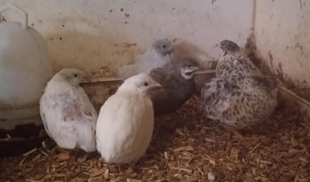 Dwerg kwartels, Dieren en Toebehoren, Pluimvee, Meerdere dieren, Overige soorten