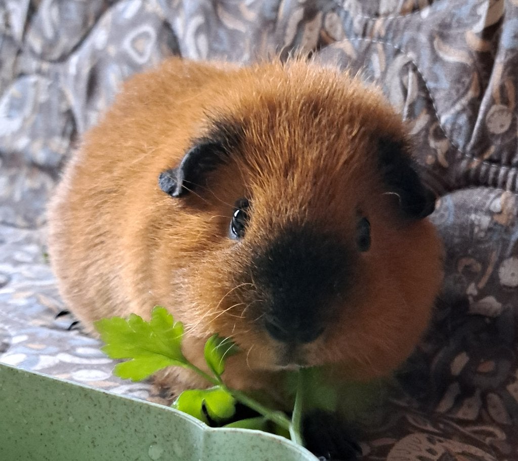 Us teddy cavia (beer), Dieren en Toebehoren, Cavia, Mannelijk, November, Tam