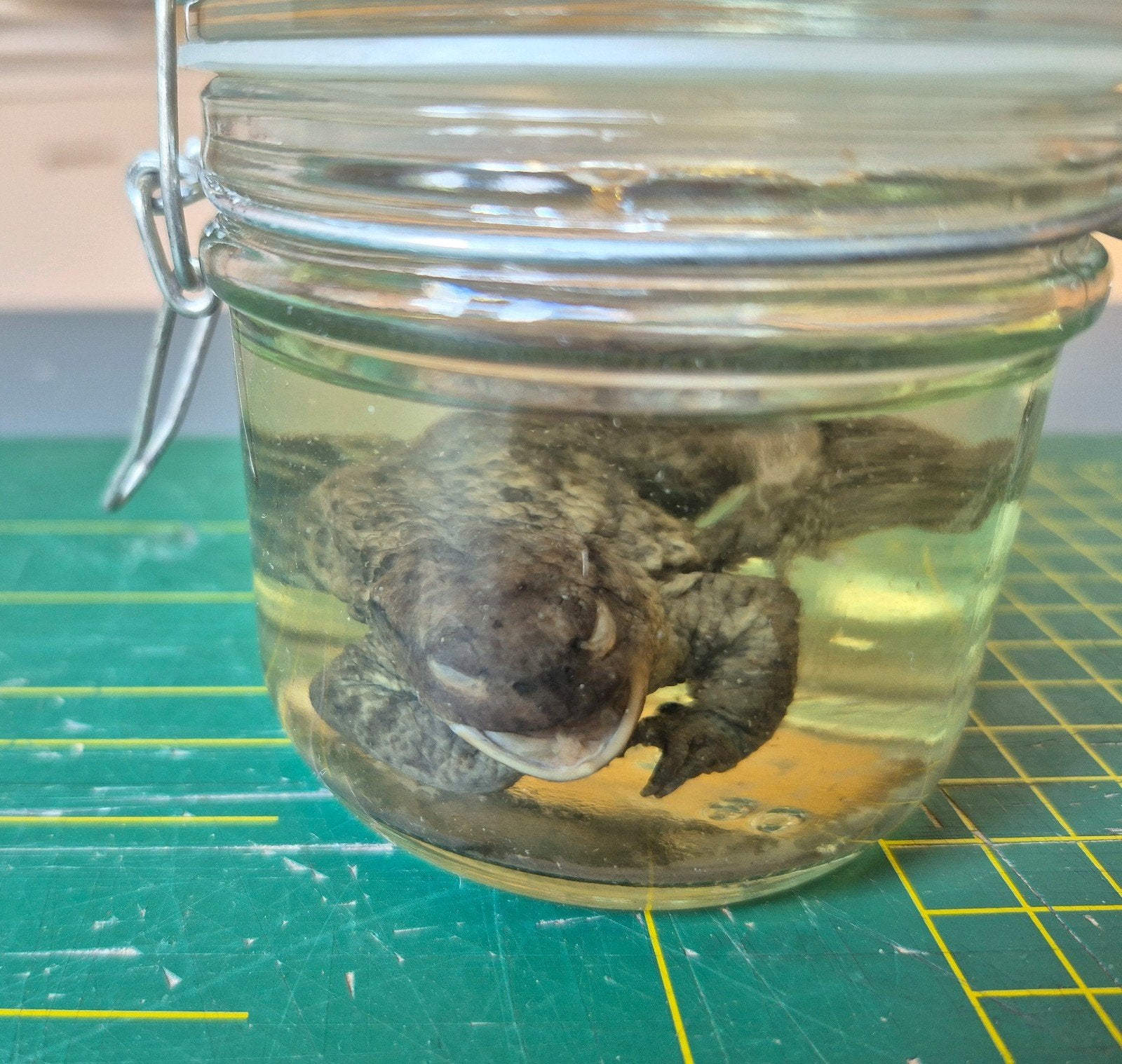Pad op sterk water, Ophalen of Verzenden, Nieuw, Reptiel of Amfibie, Overige typen