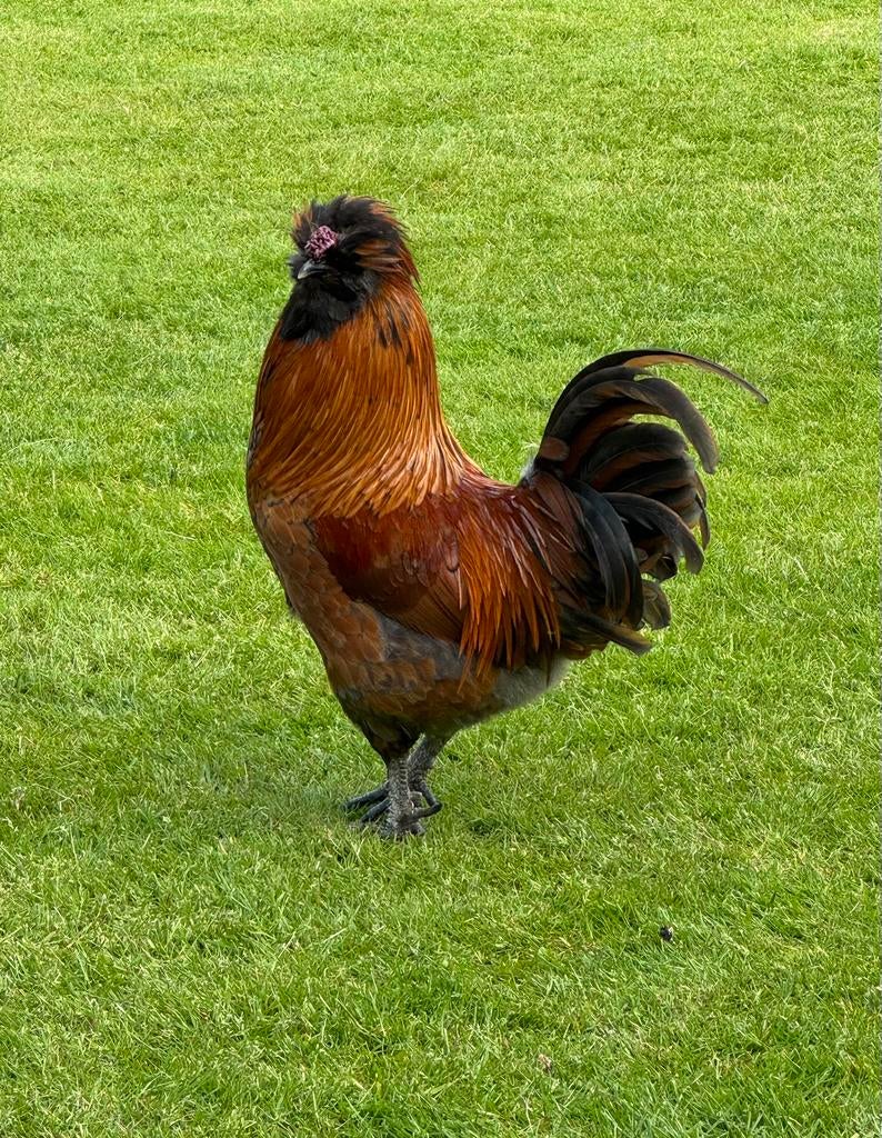 Padua baardkuifhoen haan., Dieren en Toebehoren, Pluimvee, Mannelijk, Kip