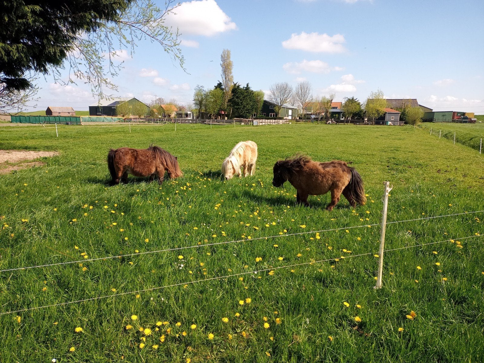 mini shetlanders, Dieren en Toebehoren, Paarden, Minder dan 160 cm, 0 tot 2 jaar, Zadelmak, Meerdere dieren