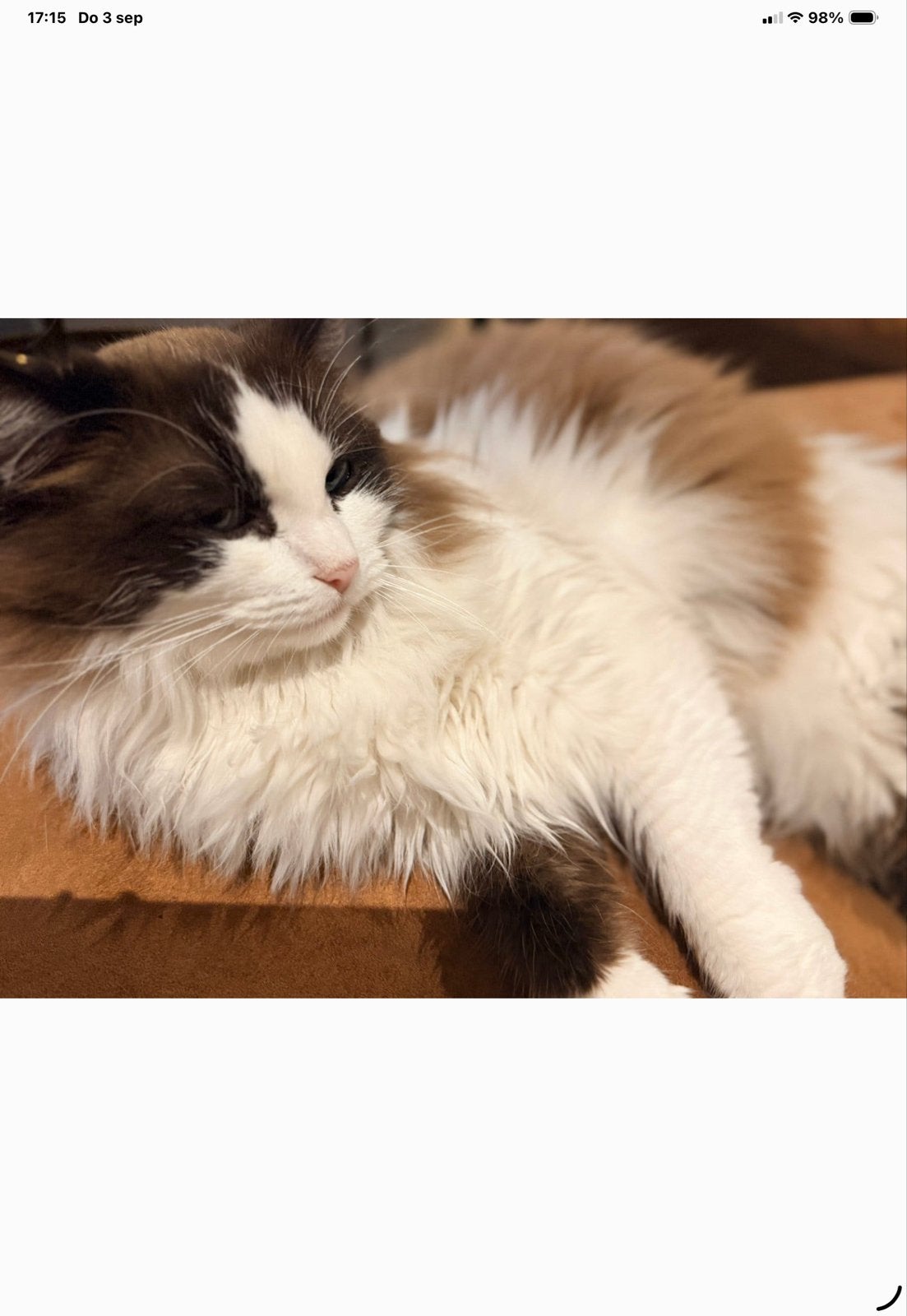 Ragdoll poes 2 jaar, Poes, Met stamboom, 0 tot 2 jaar