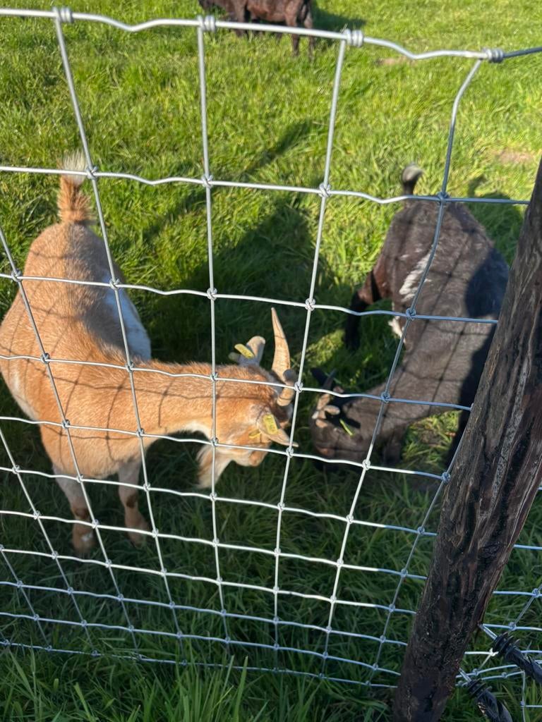 Geiten te koop, Dieren en Toebehoren, Vrouwelijk, Geit