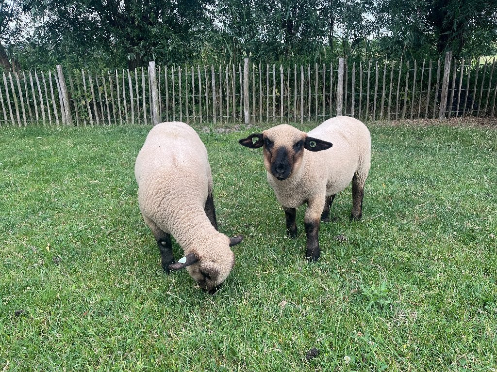 Hamshire down lammeren, Mannelijk, Schaap, 0 tot 2 jaar