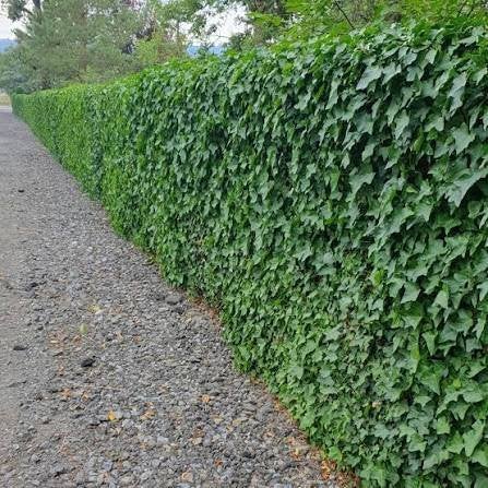 Mooie Hedera Hibernica (Klimop) haagplant!, Ophalen, Overige soorten, 100 tot 250 cm