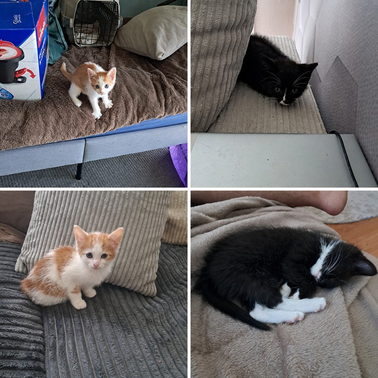 4 schattige kittens zoeken een liefdevol thuis ️, Dieren en Toebehoren, Katten en Kittens | Overige Katten, Meerdere dieren